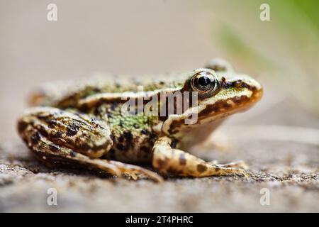 Close-Up Macro Shot of a tiny Frog Stock Photo