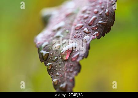 Macro of waterdrops on a hibiscus leaf Stock Photo
