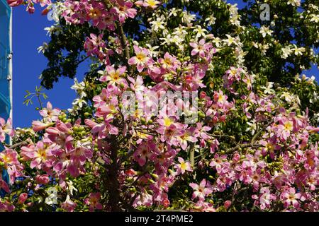 Floss silk tree, or Ceiba speciosa, flowers in autumn Stock Photo