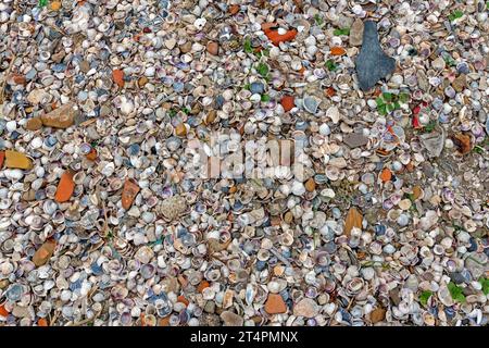 Pattern of large pile of pebbles rocks and seashells on a beach Stock Photo