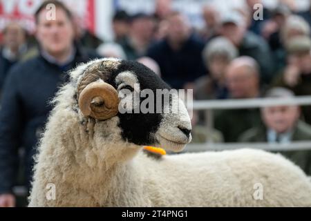 2023 Pedigree Swaledale ram sale at the Hawes Auction Mart, North Yorkshire, UK. Stock Photo