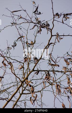 Tree branches without foliage, with long brown dry pods. Autumn time, the leaves have fallen. Abstract nature wallpaper. Honey locust Japanese acacia Stock Photo