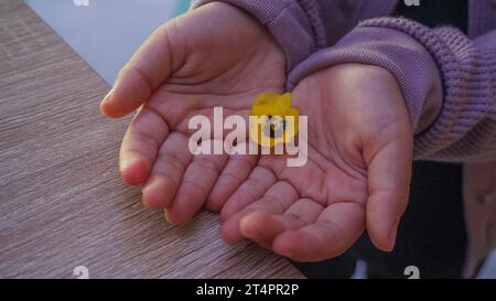 yellow petaled flower in the palm of the hand Stock Photo