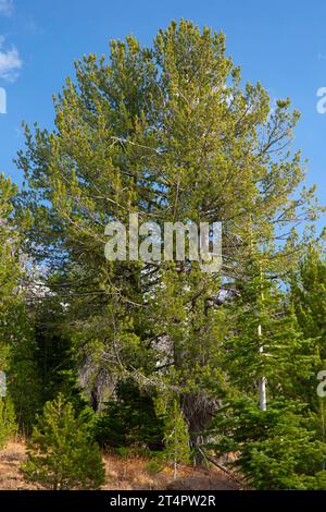 Whitebark pine (Pinus albicaulis) along Roads End Trail, Strawberry Mountain Wilderness, Malheur National Forest, Oregon Stock Photo