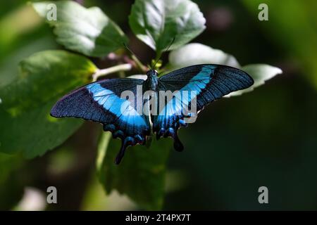 Banded peacok butterfly (Anartia fatima). Resting on green leaves, wings open. Black wth blue stripes. On the island of Aruba. Stock Photo