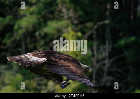 Adult Golden eagle (Inuwashi) is circling to search a prey in the blue mountains background Stock Photo