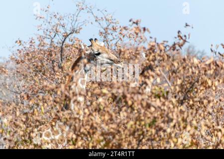A group of Angolan Giraffes -Giraffa giraffa angolensis- grazing in the bushes of Etosha national park, Namibia. Stock Photo