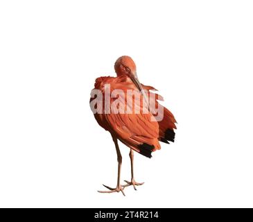 Scarlet Ibis on a transparent background Stock Photo