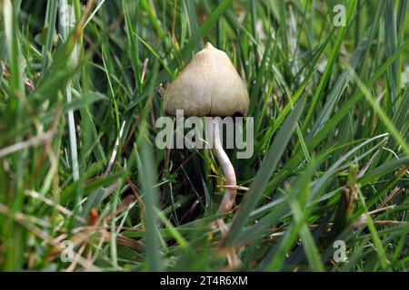 A magic mushroom growing on the moors near Malham in the Yorkshire Dales National Park. Stock Photo