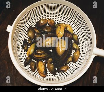 a river mussels, freshwater clam (Unio Pictorum) Stock Photo