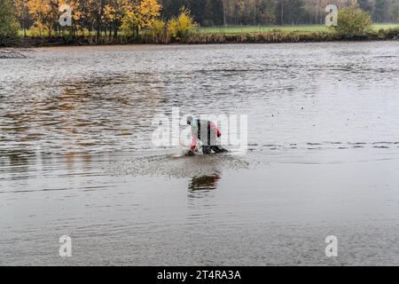 A pond keeper slaps the surface of the water and drives the fish towards the monk. At the release point, the animals are lifted out of the water with a large net. Mitterteich (VGem), Germany Stock Photo