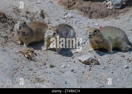 Three mountain gopher (Caucasian gopher, Spermophilus musicus) stand alert on a sunny day. Elbrus region, Russia Stock Photo