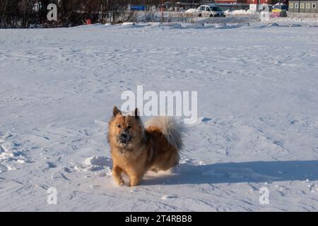 Dogs playing and running in snow. Eurasian, Labradoodle and flatcoated Retriever playing in winter. Photographed in Swedish Lapland. Stock Photo
