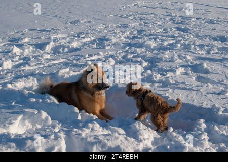 Dogs playing and running in snow. Eurasian, Labradoodle and flatcoated Retriever playing in winter. Stock Photo