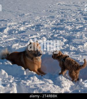 Dogs playing and running in snow. Eurasian, Labradoodle and flatcoated Retriever playing in winter. Photographed in Swedish Lapland. Stock Photo