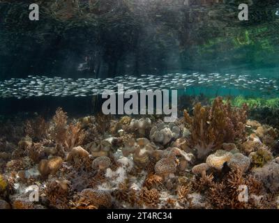 A school of silversides swims over shallow corals amid a mangrove forest in Raja Ampat, Indonesia. This region harbors high marine biodiversity. Stock Photo