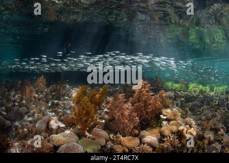 A school of silversides swims over shallow corals amid a mangrove forest in Raja Ampat, Indonesia. This region harbors high marine biodiversity. Stock Photo