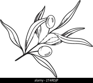 Sketch of olive branch with berries and leaves. Hand drawn vector line ...