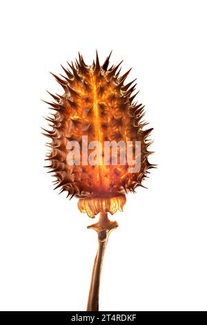 Close-up of dried datura seed illuminated on a white background Stock Photo
