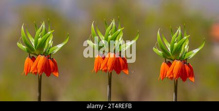 Turkish mountains in the skirts of the opposite lilies. Inverted lilies. Colorful colored tulip in the jungle. Tulip Crying ''Ters Lale'' . Cukurca, Stock Photo