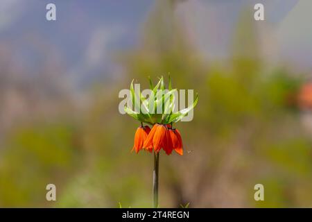 Turkish mountains in the skirts of the opposite lilies. Inverted lilies. Colorful colored tulip in the jungle. Tulip Crying ''Ters Lale'' . Cukurca, Stock Photo