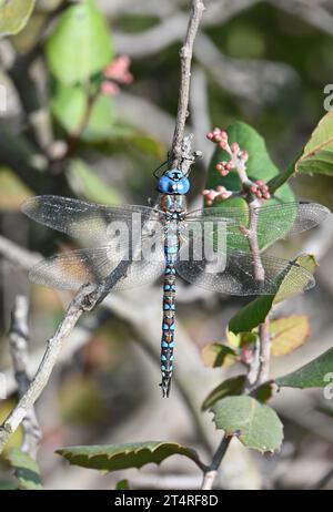 Blue-eyed Darner, Rhionaeschna multicolor, at San Joaquin Wildlife Preserve, Irvine Stock Photo