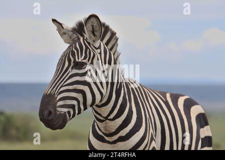 side profile and close-up portrait of plains zebra standing in the wild savannah of the masai mara, kenya Stock Photo