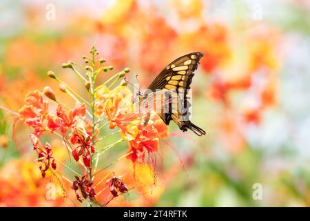 Giant Yellow swallowtail butterfly feeding on tropical flowers with colorful background Stock Photo