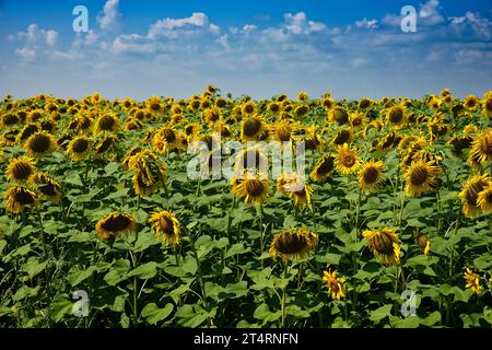 A vibrant image of a field of sunflowers, their bright yellow petals contrasting beautifully with the blue sky. Sunflower field under blue sky on a su Stock Photo