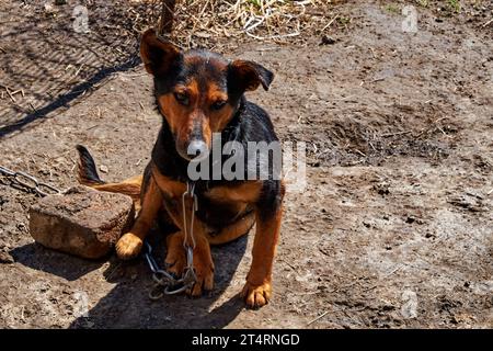 A black and brown dog sitting on the ground with a chain around its neck, looking somewhat sad and lonely. A small mongrel dog sits on a large metal c Stock Photo