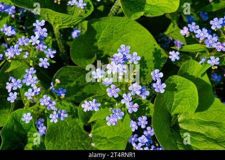 A cluster of small, vibrant blue flowers, beautifully contrasted against the lush green leaves in the background. Inflorescence of purple spring flowe Stock Photo