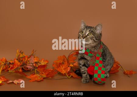 Gray mongrel kitten from the shelter in a scarf on the background of autumn leaves, looking up Stock Photo