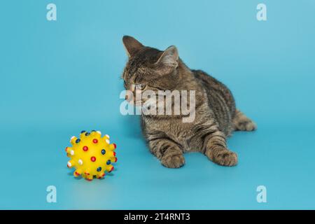 Grey, striped kitten and yellow ball on blue background Stock Photo