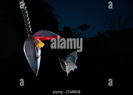 Common Long-tongued Bat (Glossophaga soricina) adult feeding at night from flower nectar, Costa Rica - stock photo Stock Photo