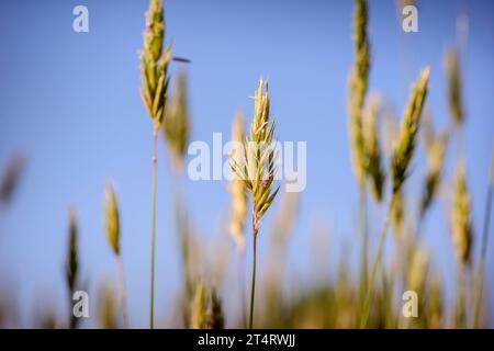 Sweet vernal-grass (Anthoxanthum odoratum) in a UK hay meadow with blue sky behind. Stock Photo