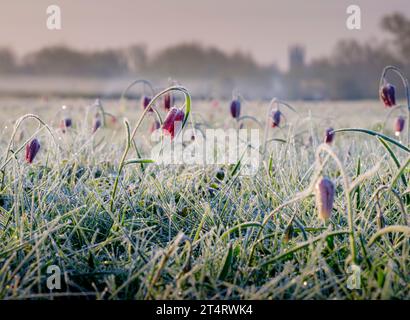 Snakes head fritillaries at Cricklade North meadow a SSSI floodplain hay meadow near Cricklade, Wiltshire, UK Stock Photo