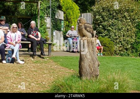 Visitors watching young Siberian Eagle owl  Bubo bubo yenisseensis sitting on tree stump Cotswold Falconry Centre Batsford UK Stock Photo