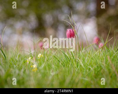 Snakes head fritillaries at Clattinger Meadow, Wiltshire, UK Stock Photo