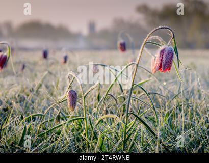 Snakes head fritillaries at Cricklade North meadow a SSSI floodplain hay meadow near Cricklade, Wiltshire, UK Stock Photo