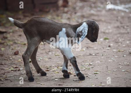 A brown and white goat walking on the field Stock Photo