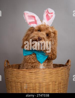 Portrait of a  cute brown miniature goldendoodle wearing bunny ears and bow tie sitting in a basket Stock Photo