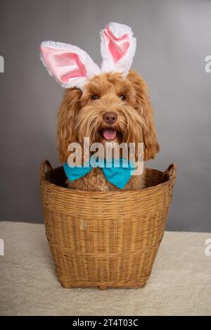 Portrait of a  cute brown miniature goldendoodle wearing bunny ears and bow tie sitting in a basket Stock Photo