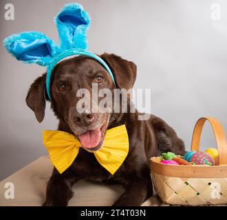 Chocolate labrador dog wearing rabbit ears Stock Photo - Alamy