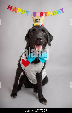 Portrait of a black labradoodle dog wearing a party hat and bow tie sitting in front of a happy birthday banner hanging on a wall Stock Photo