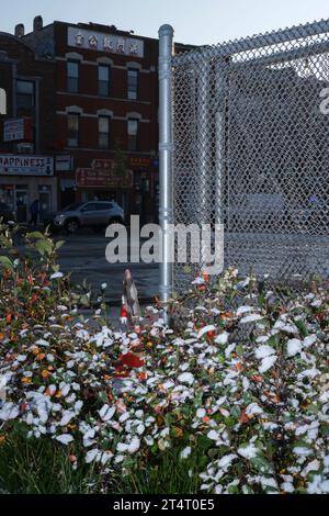 Chicago, USA. 31st Oct, 2023. Snow covered plants, Chinatown, Chicago, Illinois. The city saw its first snow fall on Halloween this year. October 31st, 2023 (Photo by Ludvig Peres/Sipa USA) Credit: Sipa USA/Alamy Live News Stock Photo