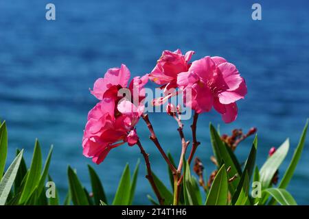 Pink flowers an green leaves frame of Oleander plant in the background of blurred blue and copy space Stock Photo