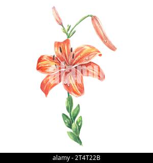 Watercolor tiger lily flower hand drawn in botanical style for logo, wedding, holiday and birthday designs invit. Orange daisy cute isolated element Stock Photo