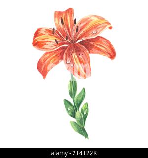 Watercolor tiger lily flower hand drawn in botanical style for logo, wedding, holiday and birthday designs invit. Orange isolated element design Stock Photo