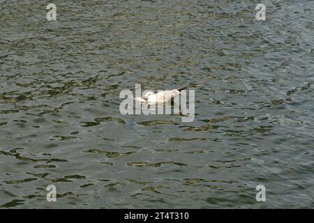 A Juvenile immature European Herring Gull Larus argentatus battling to eat a large fish in Motlawa River, Gdansk, Poland Stock Photo