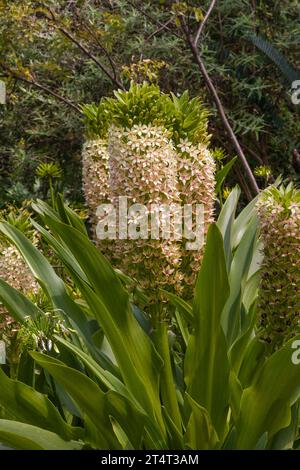 Pineapple Lily Eucomis autumnalis 15313 Stock Photo